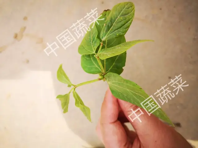 蔬菜也怕倒春寒！豇豆遭遇低温冷害，如何预防和补救？