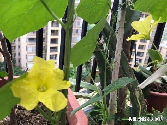 很多人喜欢在阳台种植丝瓜，这种方法及管理要点有哪些？