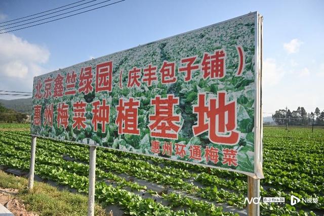 藏在包子馅的致富故事：惠州梅菜基地背后的建行版乡村振兴说