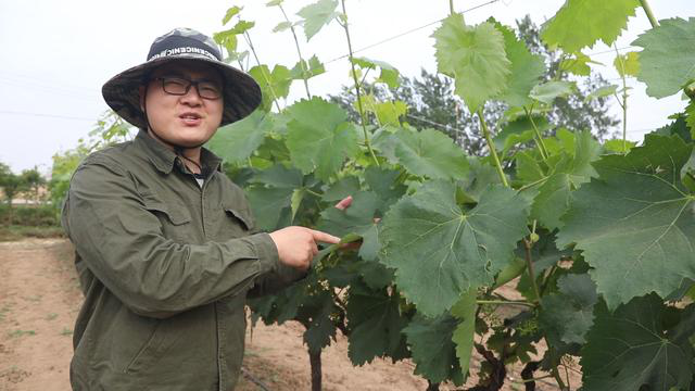 红提种植尤其需要注意是这一条，否则，赔大了