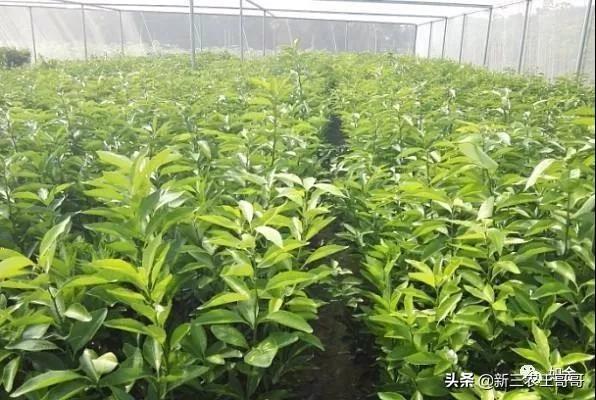 脐橙科学种植全过程，文章比较长建议收藏观看