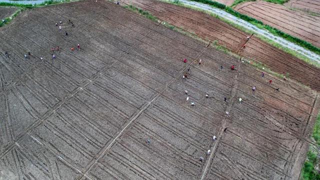 速来围观！广安这个乡镇正在打造万亩油菜基地