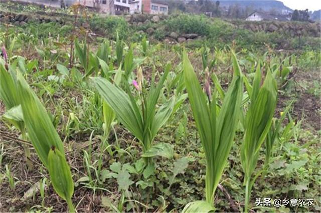 白及生态种植技术与应用，这里有详细介绍，掌握这几点苗木长得好