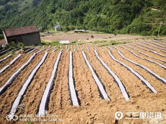 翻地、起垄、覆地膜......瀛湖镇付家扁村百亩烤烟种植正当时