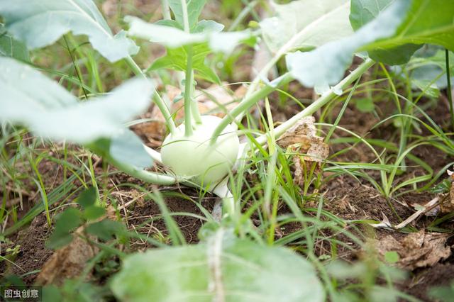 大头菜无公害栽培技术，种植非常简单，都不用怎么管理