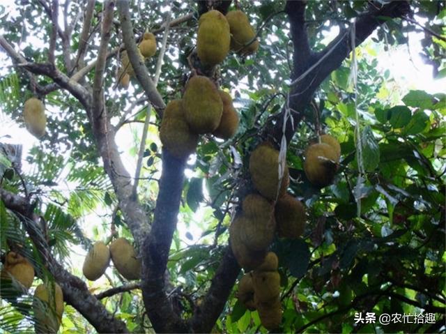 比去年还低，产地一斤4毛钱，沦为地摊货，到北方又吃不起