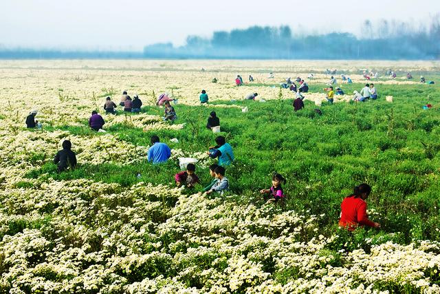 农民种菊花越来越不挣钱，原因请看这里