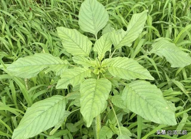 靠颜值“吃饭”的苋菜什么时候种植效益最佳？脆嫩清香红焰如火