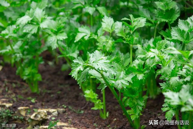 南方蔬菜种子将于四月播种，萌芽效果好，生根壯