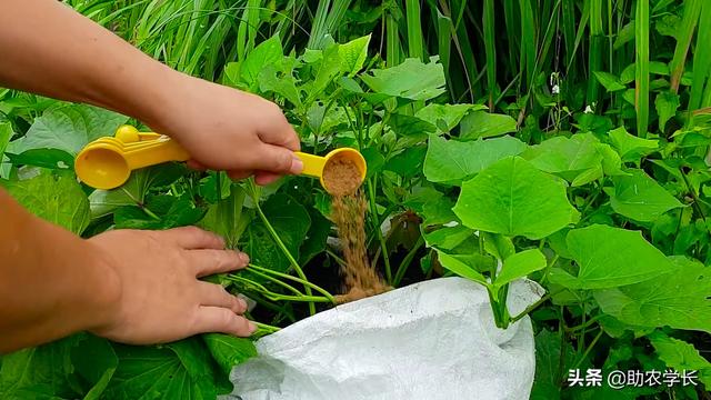 用编织袋种植红薯，方法省事又省地方，几个月后收获后大家乐坏了