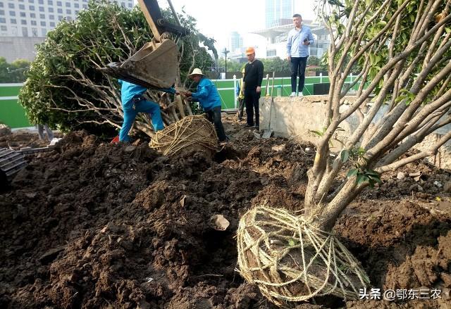 立秋后江苏的桂花树移植到山东省来能栽活吗，应该注意些什么？