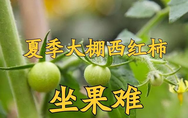 越夏大棚西红柿“坐果难”，重点原因有三种，对号入座即可