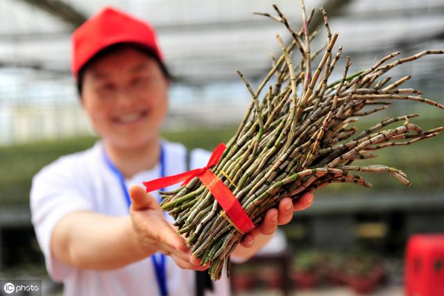 农村返乡创业，可以考虑种植，分享铁皮石斛种植管理技术