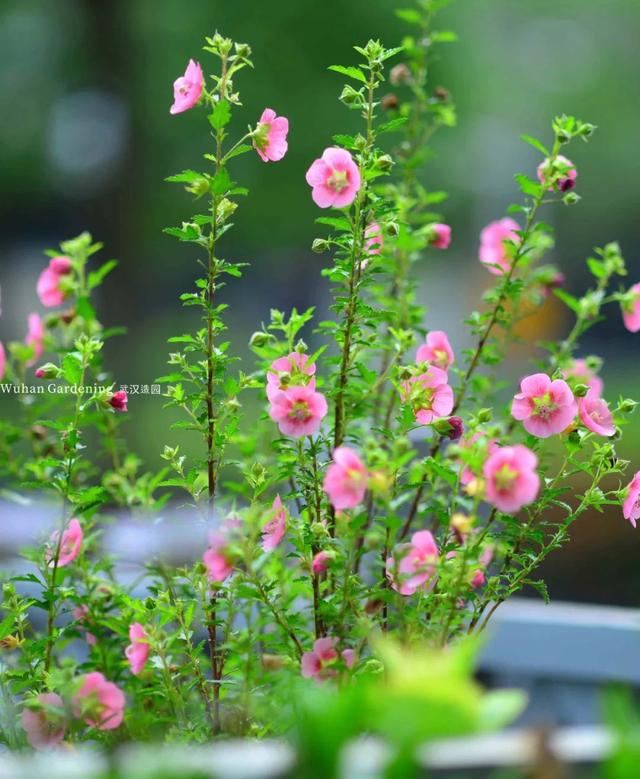 14种适合立秋后院子里种植的植物推荐