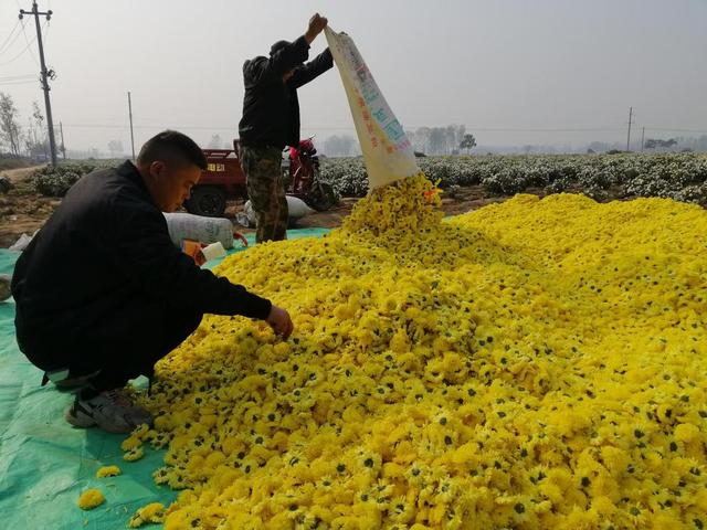 河南太康：朵朵菊花铺就致富“黄金路”