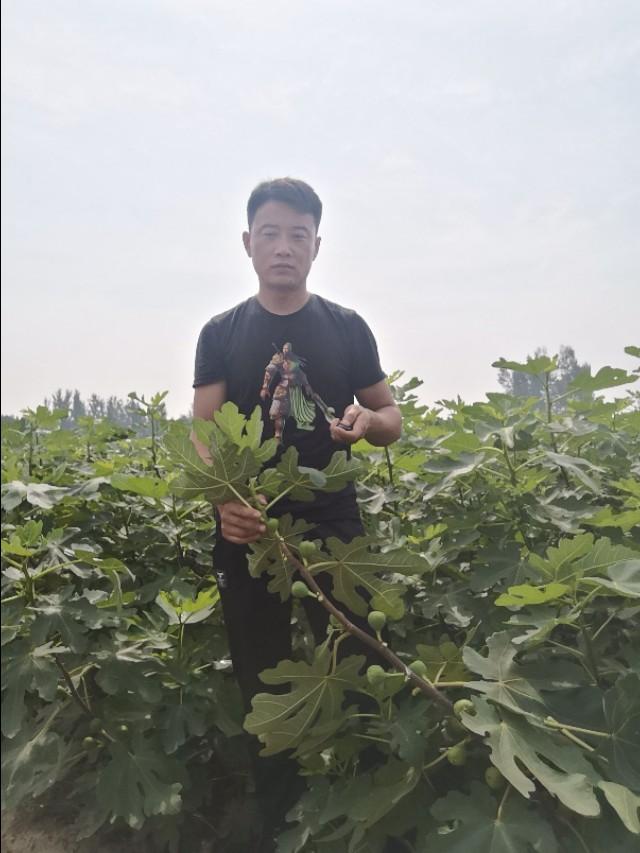 无花果被称为长寿果，开发潜力巨大，无花果大棚温室种植技术