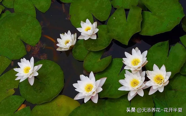 种子种植和根茎种植，睡莲常用的2种种植方式