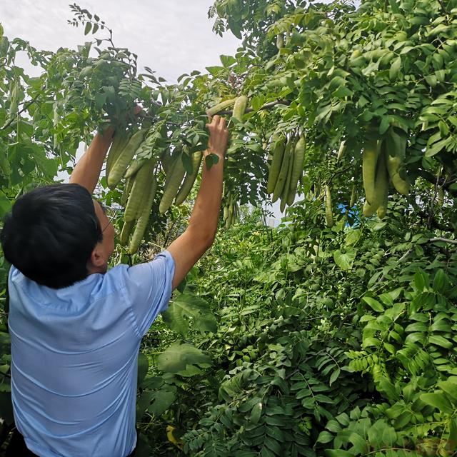 种下一棵皂荚树，每年”两头“大肥猪！河南师大这项技术全国领先