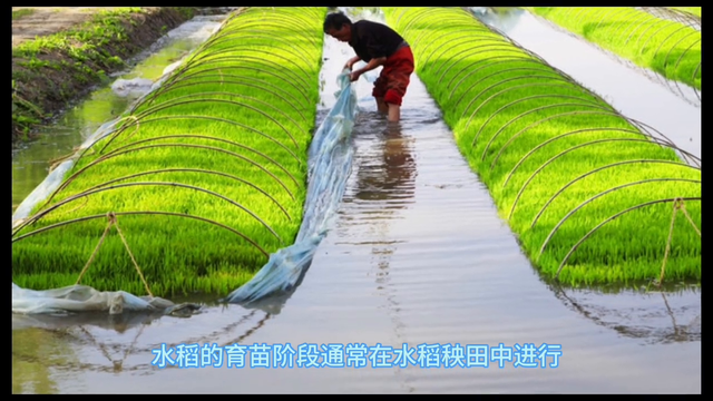 水稻种植技术，这些知识点你知道吗？