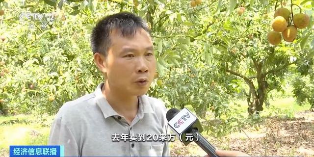 已出口至20多个国家和地区！广东茂名荔枝进入“甜蜜季”，产量将达179万吨！