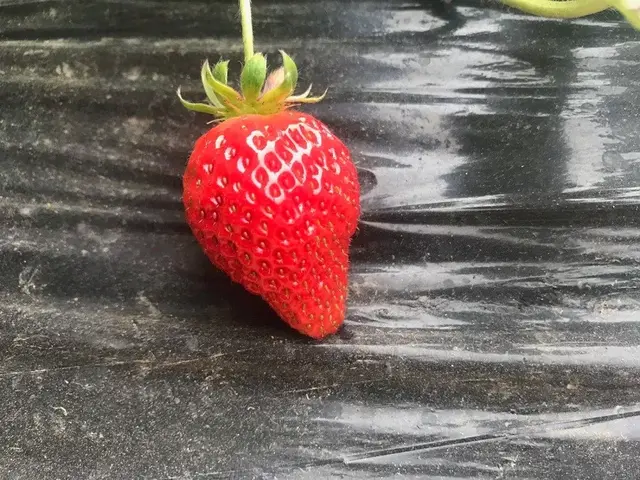 草莓种植品种(草莓品种选得好，高产致富别别人早这15种高产草莓品种你都了解吗？)