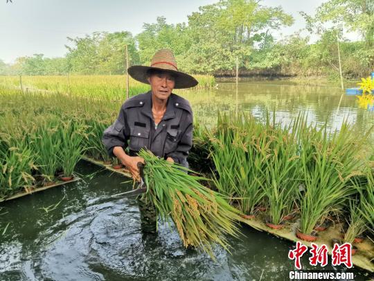 浙江东林：优质水稻“睡”浮床 农民下河“种出”新花样