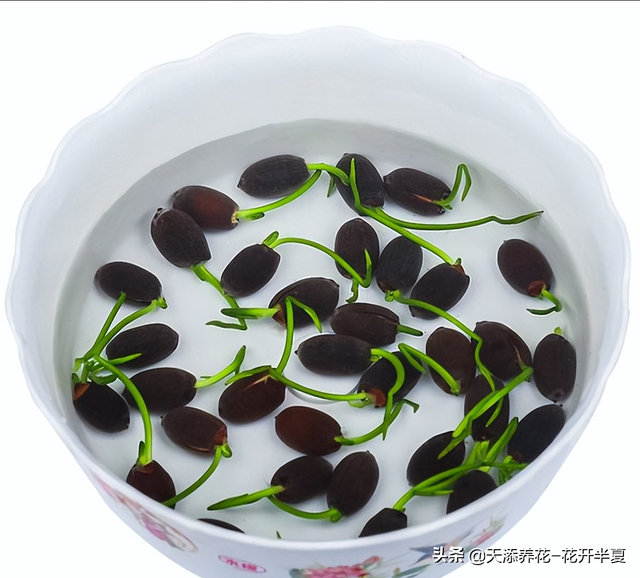 种子种植和根茎种植，睡莲常用的2种种植方式