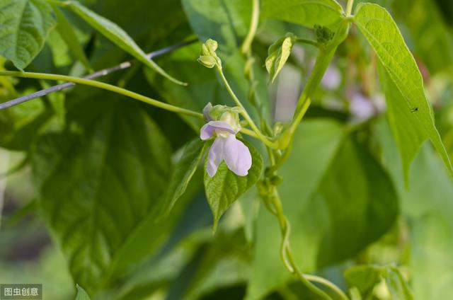 大棚芸豆秋冬茬栽培技术，种植能够获得高产量，这些要点得注意