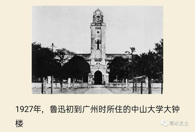 《鲁迅草木谱》读后感及内容概述