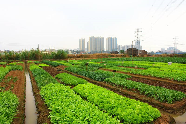 有机种植是什么概念，有机农业跟生态农业有啥区别