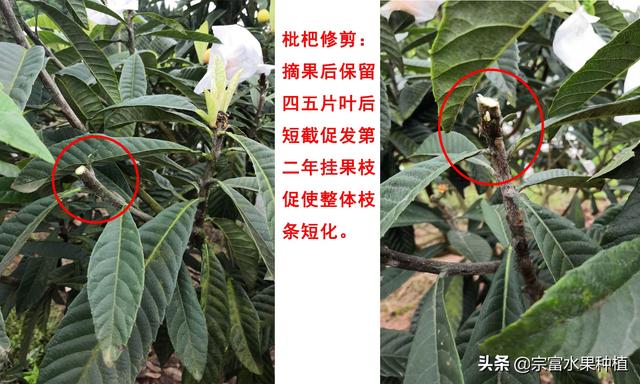 当下枇杷栽植季节，幼苗栽植到挂果树全套技术，提高成活率与产量