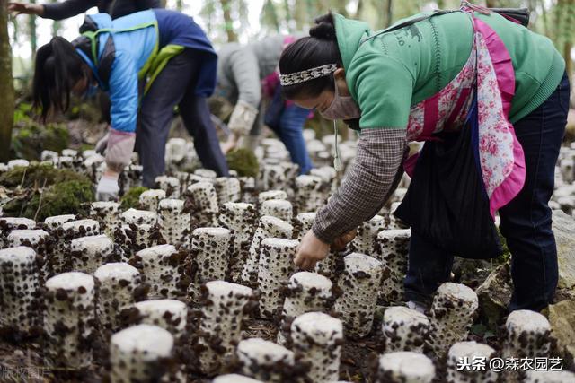 大光木耳栽培法，种植方法教给大家，想要学习的别错过哟