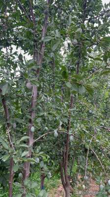 西梅如何种植(西梅女神管理种植)