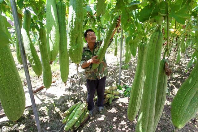 农民日光温室秋冬季种植丝瓜，要想丝瓜嫩又长，田间管理要到位