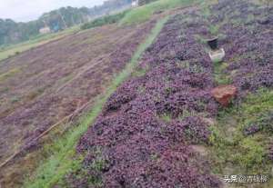 油菜花 黑龙江种植(北