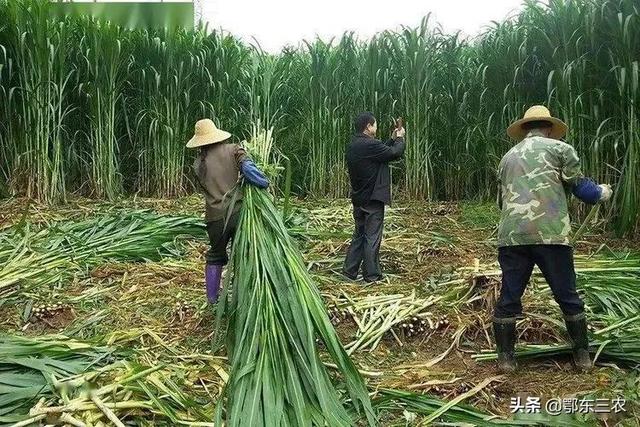 农户种植巨菌草每亩一年纯赚5000元，一次种植多年收获经济价值高