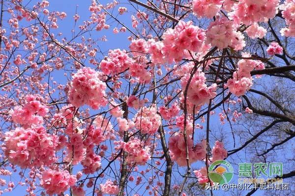 樱花树怎么种植？