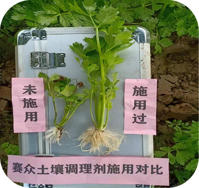 芹菜连茬种植、高产优质的诀窍就是“净土保健”