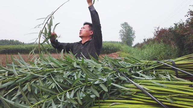 七月，山东郯城杞柳收获季节，万亩柳条大丰收