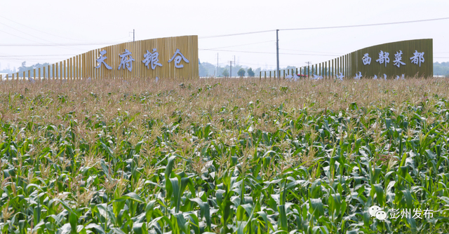 玉米不减产，大豆是“赚”的！今年四川大豆玉米带状复合种植任务量领跑全国，彭州持续发力