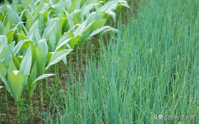 这些蔬菜秋天种植时效性强，不可错过季节，附四季种菜时间表