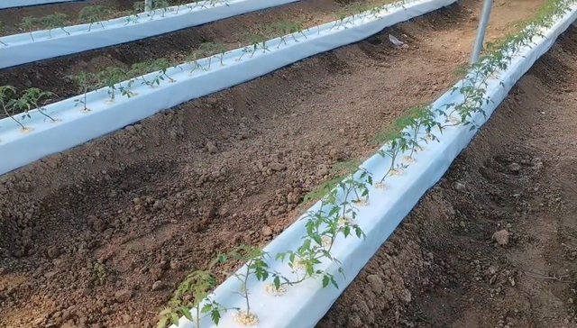 水培蔬菜优势多，如何建造种植槽？学会一个方法，很实用