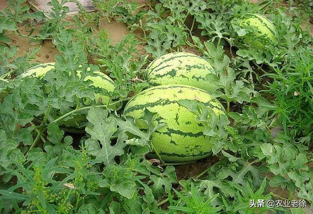 春季西瓜种植时间以及种植技术