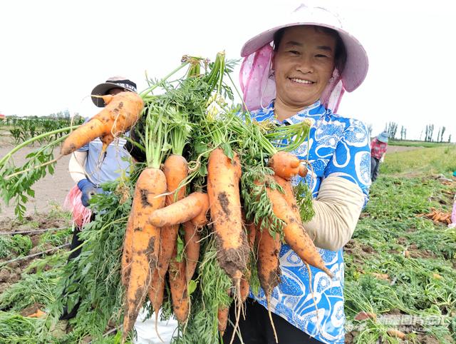 种植胡萝卜促增收