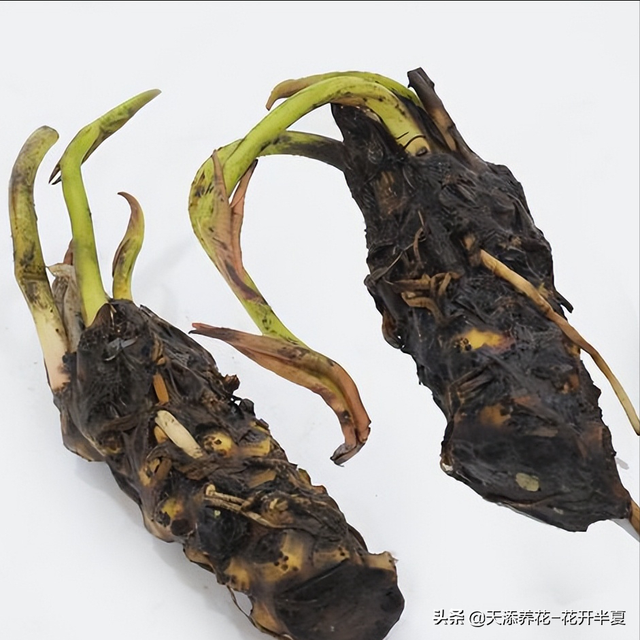 种子种植和根茎种植，睡莲常用的2种种植方式