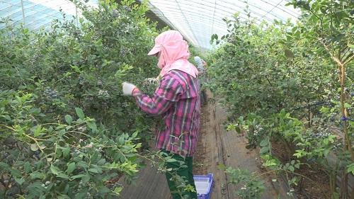 烟台莱州：小蓝莓大经济 特色种植有“钱”景