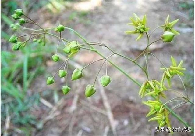 2个月涨价5元，价格上至3年新高，今年还能种植吗？