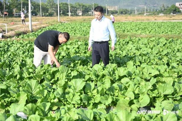 藏在包子馅的致富故事：惠州梅菜基地背后的建行版乡村振兴说