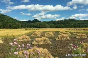 五常稻花香种植标准(稻花香水稻产量低？不怕，做到【四早两晚】轻松解决)