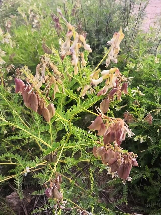 农用酵素管理的有机黄芪田间种植技术